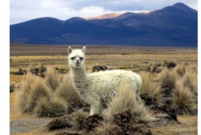 WHAT ARE THE DIFFERENCES BETWEEN CACHEMIRE AND ALPACA ?